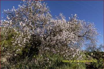 Manto de tonos blancos y rosas en Gran Canaria (Reportaje gráfico de Ildefonso Rodríguez)